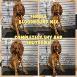 Ginger, Adoptable, Adult Female Bloodhound.