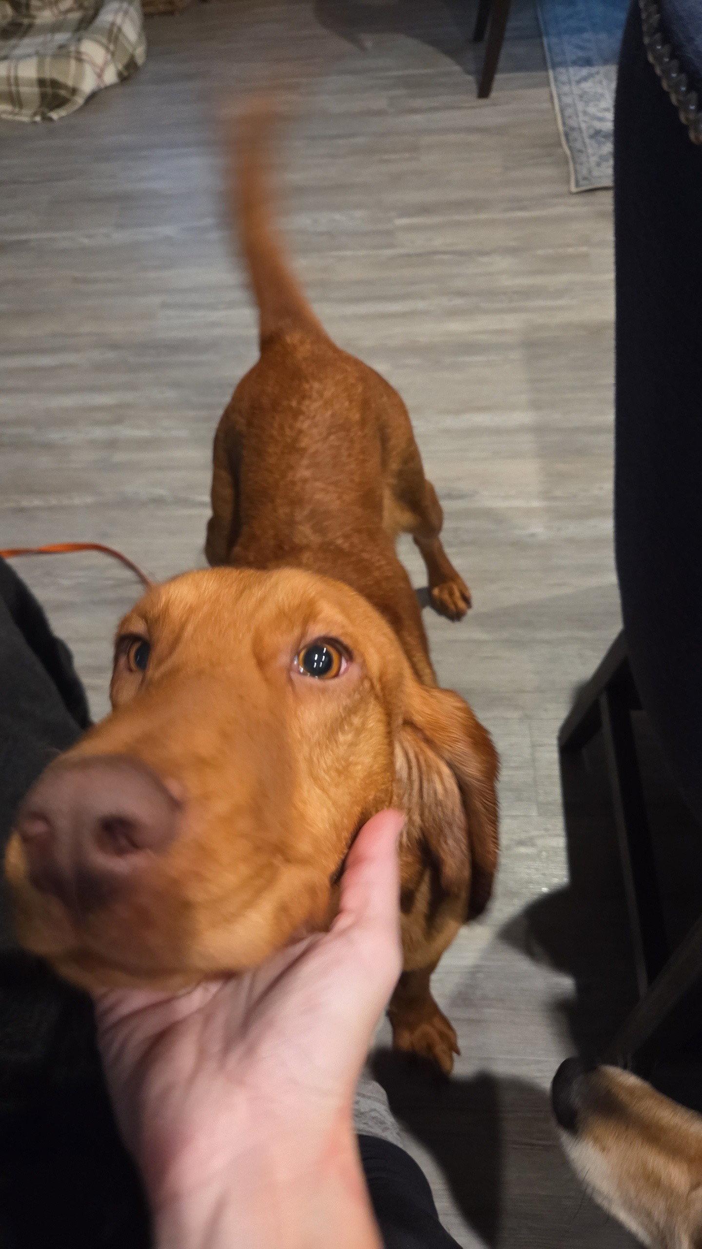 Enlarge Ginger, a Adoptable Bloodhound in Newport, KY image 2/3