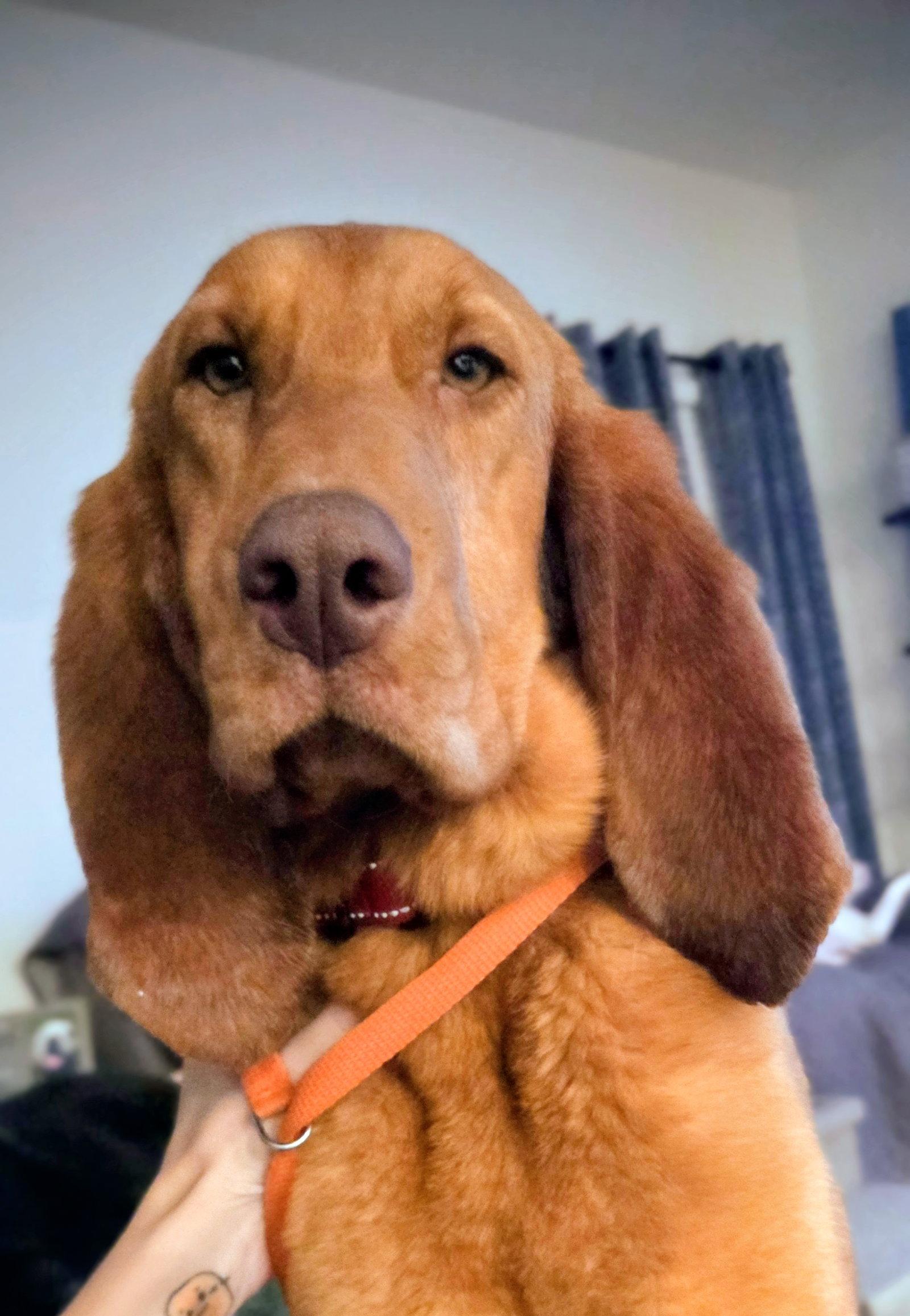 Enlarge Ginger, a Adoptable Bloodhound in Newport, KY image 3/3