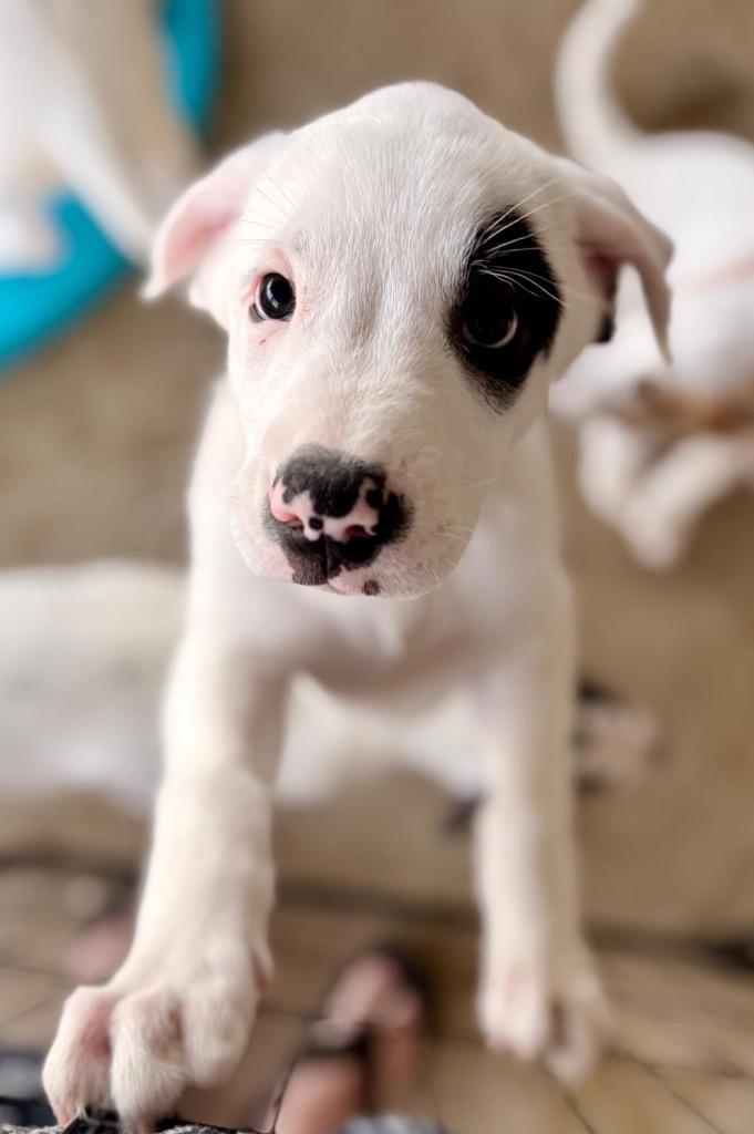 Seymour, Adoptable, Puppy Male Great Pyrenees.
