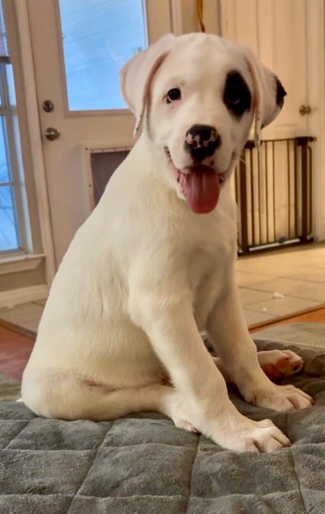 Enlarge Seymour, a Adoptable Great Pyrenees in Leander, TX image 2/5