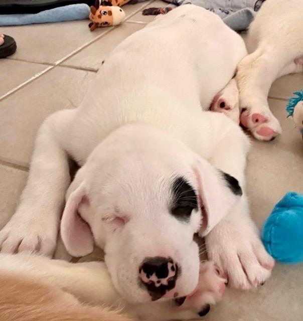 Enlarge Seymour, a Adoptable Great Pyrenees in Leander, TX image 3/5