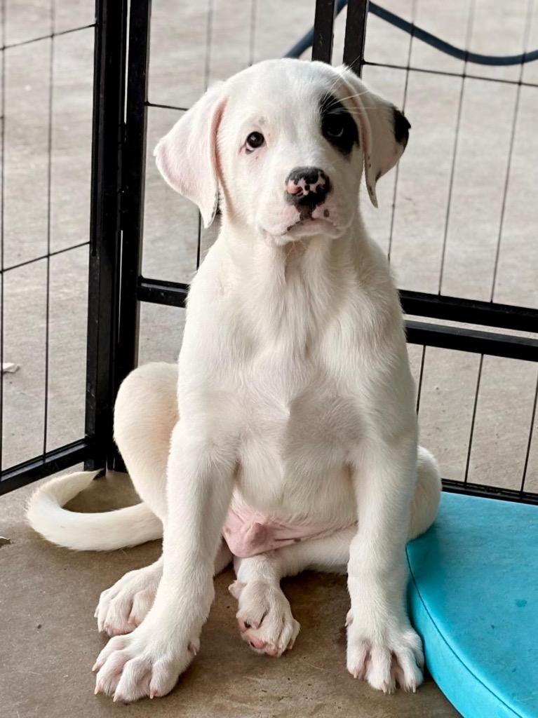 Enlarge Seymour, a Adoptable Great Pyrenees in Leander, TX image 4/5
