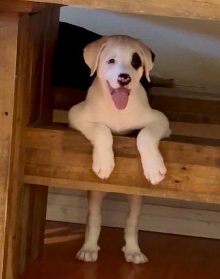 Enlarge Seymour, a Adoptable Great Pyrenees in Leander, TX image 5/5