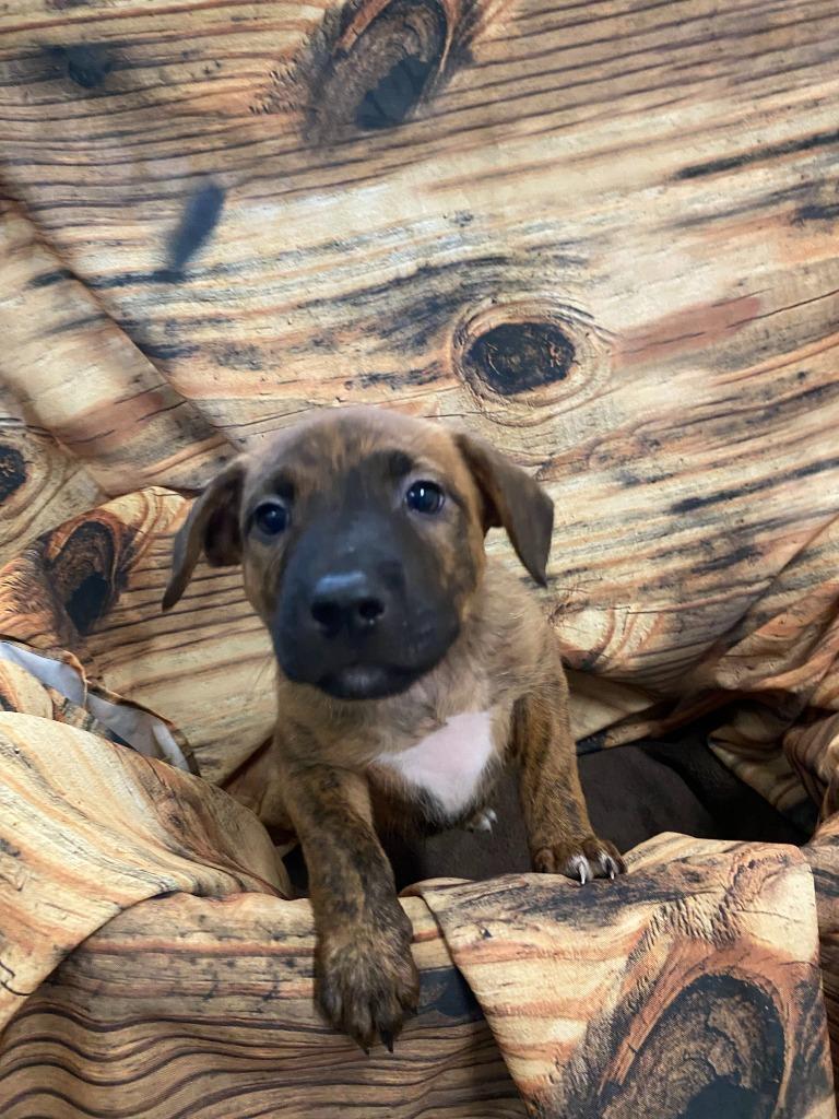 Enlarge Larry, a Adoptable Mixed Breed in Minot, ND image 1/1