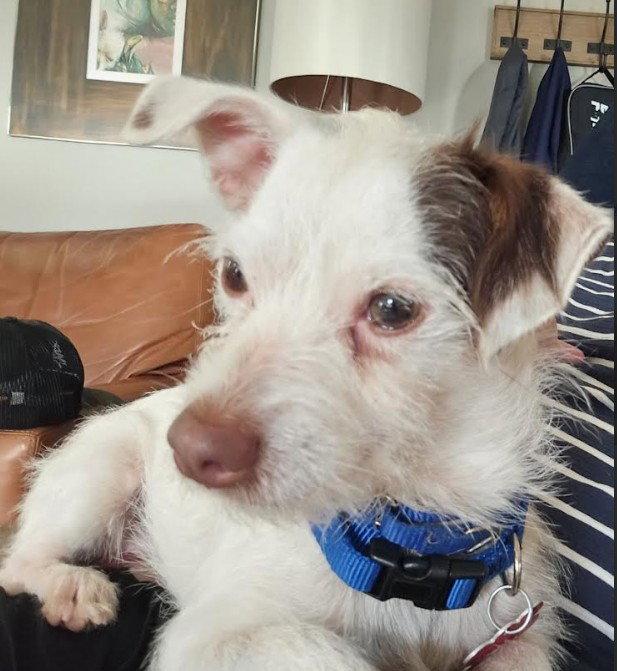 Digby, Adopted, Adult Male Wire Fox Terrier.