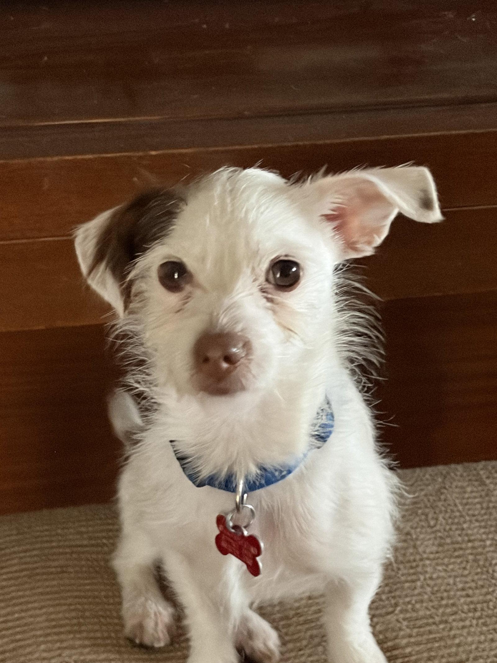 Enlarge Digby, a Adopted Wire Fox Terrier in San Diego, CA image 2/3