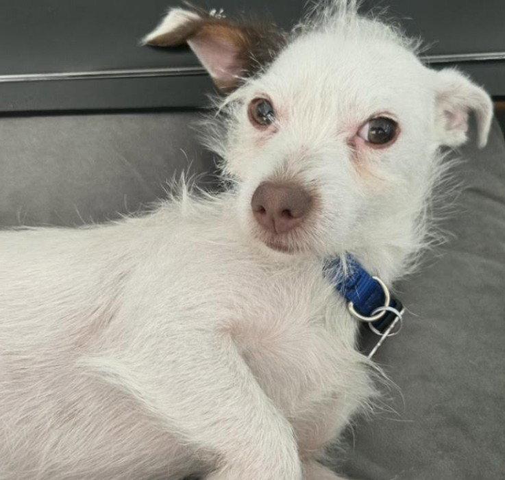 Enlarge Digby, a Adopted Wire Fox Terrier in San Diego, CA image 3/3