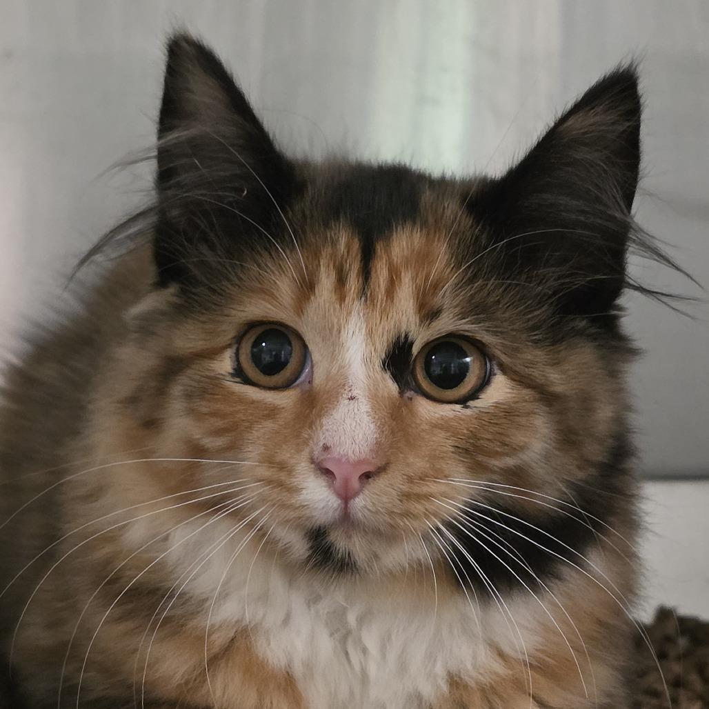 Atlantic, Adoptable, Kitten Female Domestic Medium Hair.