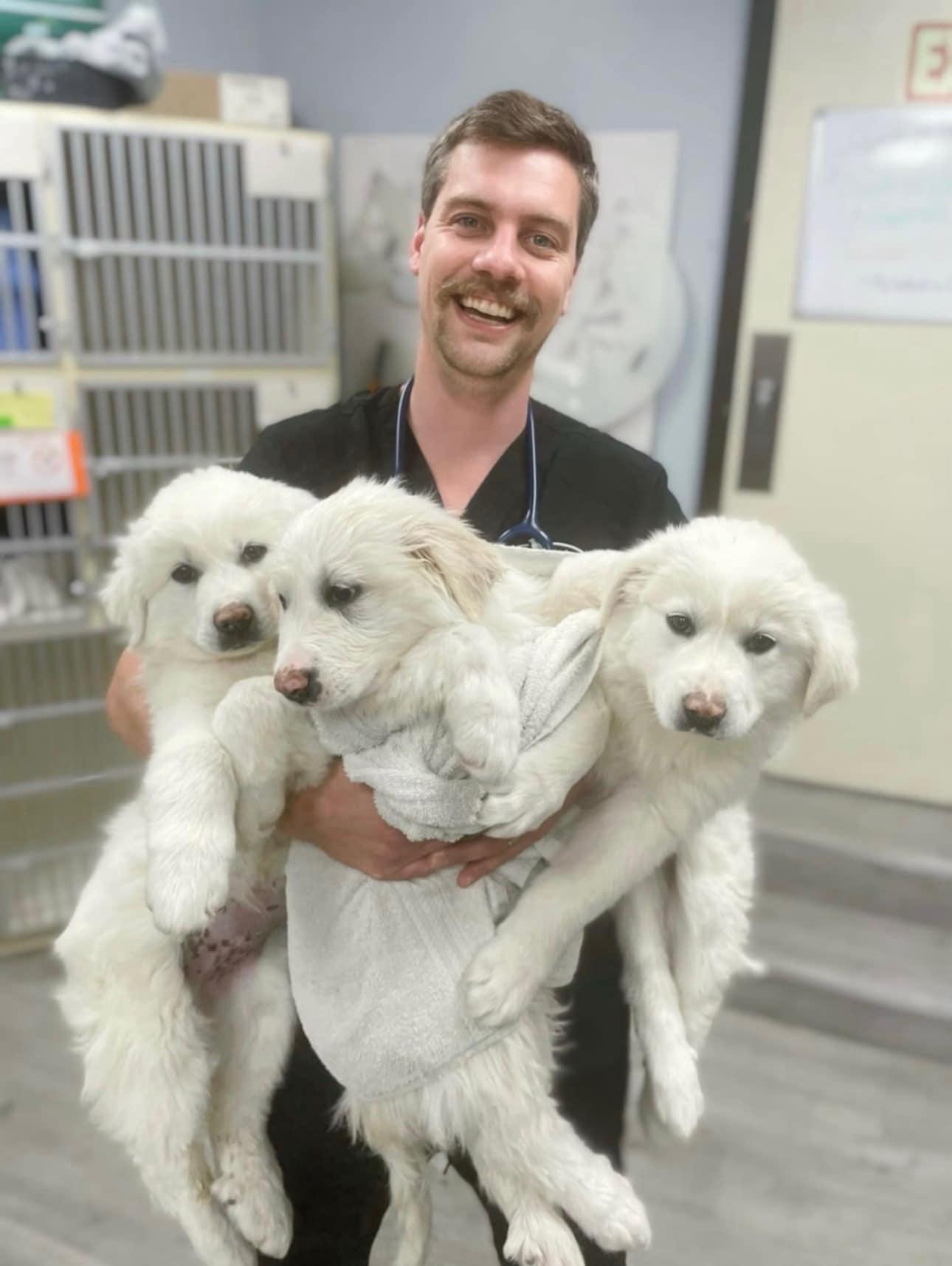 Enlarge Homer SAT AN Moose, a Adopted Great Pyrenees in Quinlan, TX image 1/5