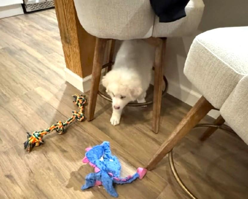 Enlarge Homer SAT AN Moose, a Adopted Great Pyrenees in Quinlan, TX image 2/5