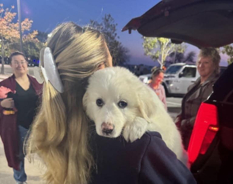 Enlarge Homer SAT AN Moose, a Adopted Great Pyrenees in Quinlan, TX image 3/5