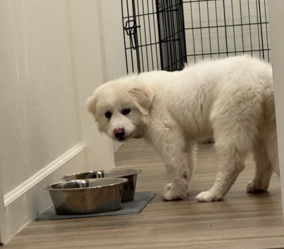 Enlarge Homer SAT AN Moose, a Adopted Great Pyrenees in Quinlan, TX image 4/5