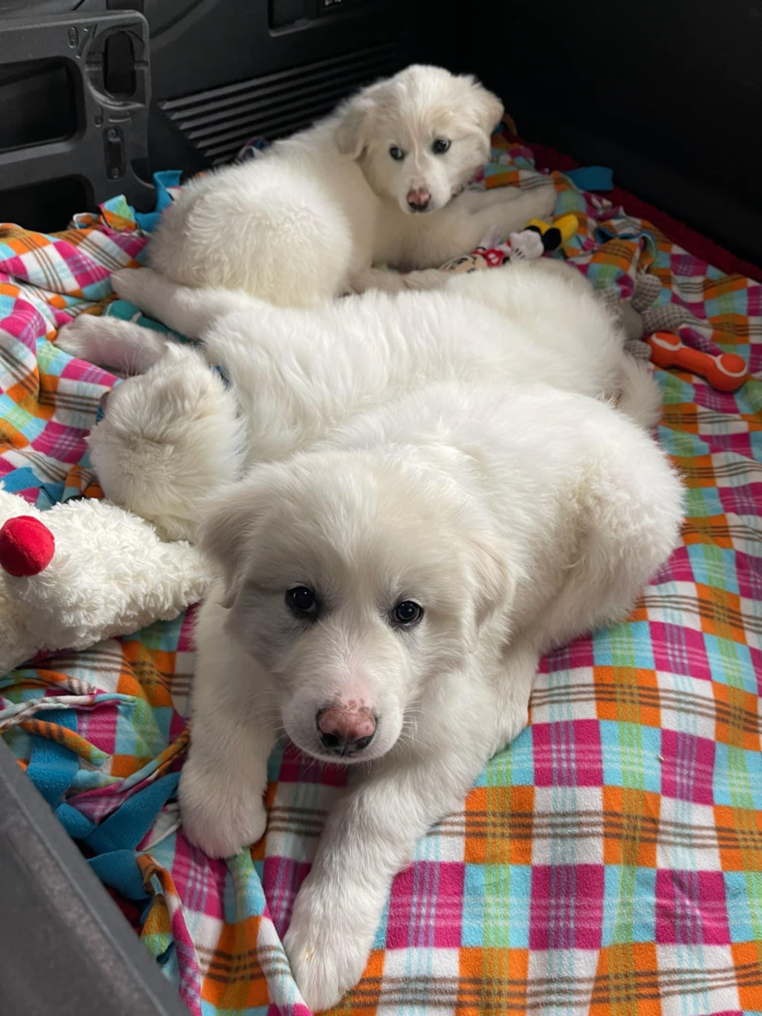 Enlarge Homer SAT AN Moose, a Adopted Great Pyrenees in Quinlan, TX image 5/5