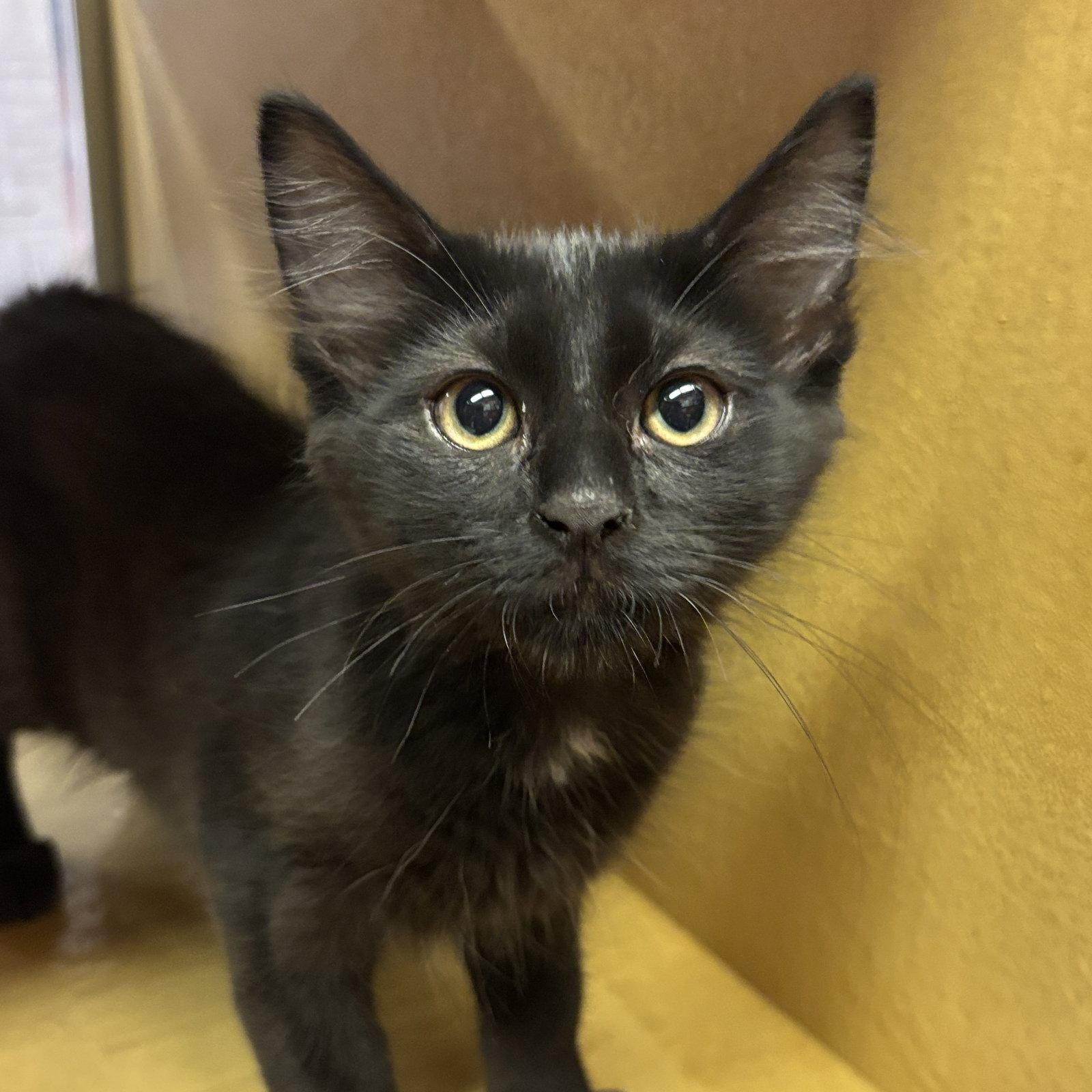 The Fonz, Adoptable, Kitten Male Domestic Medium Hair.