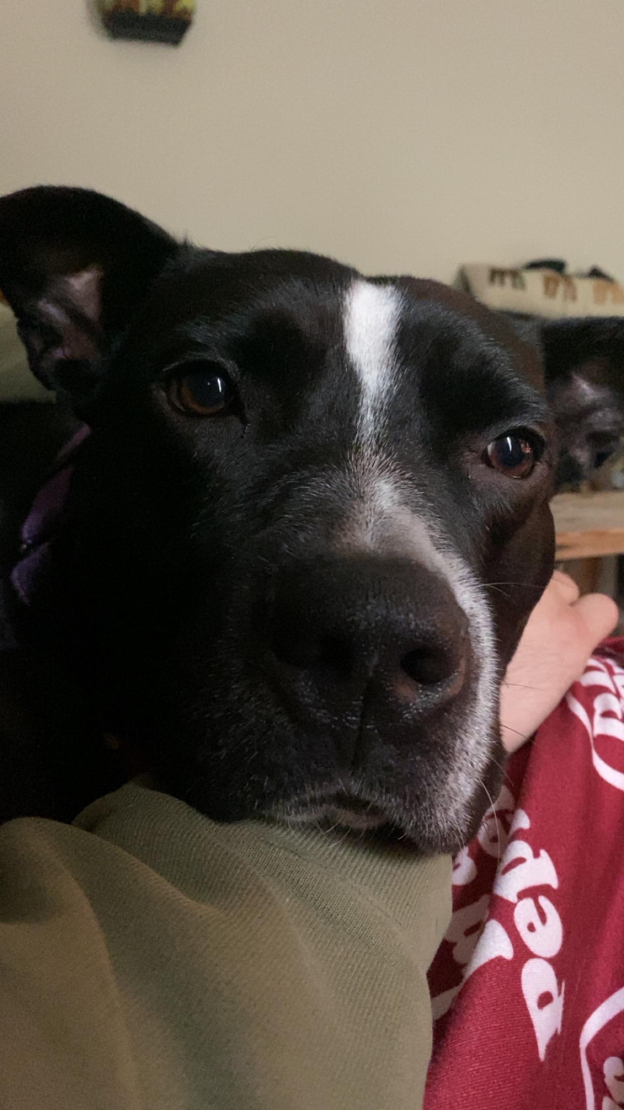 Austin cl, Adoptable, Young Male Pit Bull Terrier.