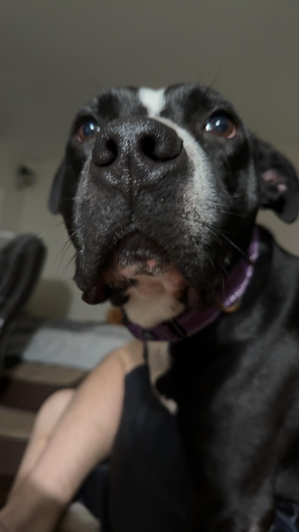 Enlarge Austin cl, a Adoptable mixed breed in Kansas City, MO image 2/4