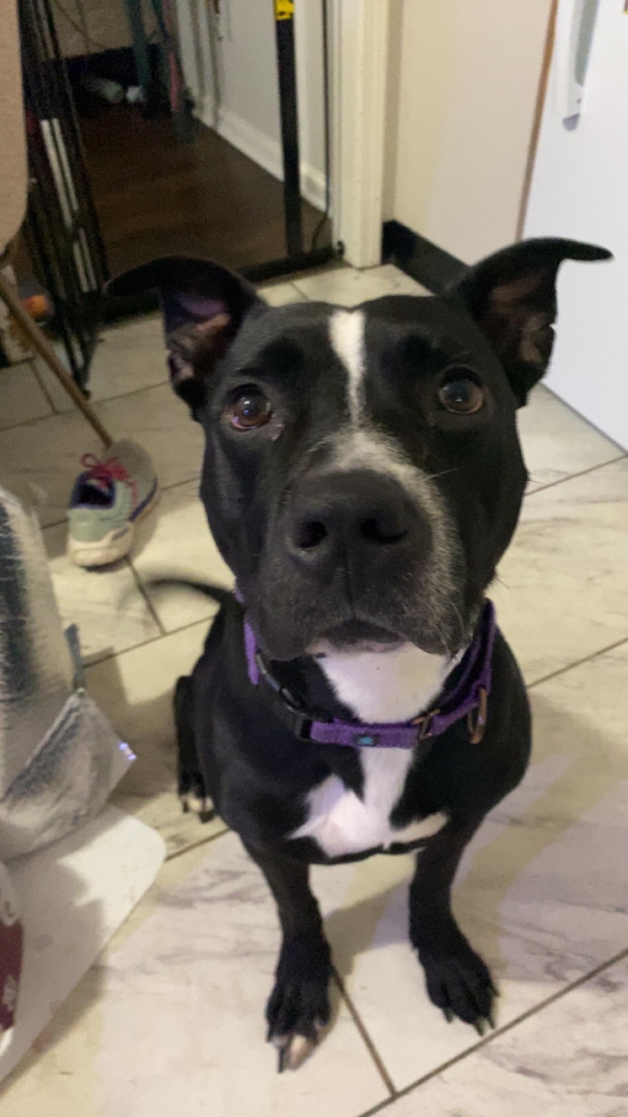 Enlarge Austin cl, a Adoptable mixed breed in Kansas City, MO image 3/4