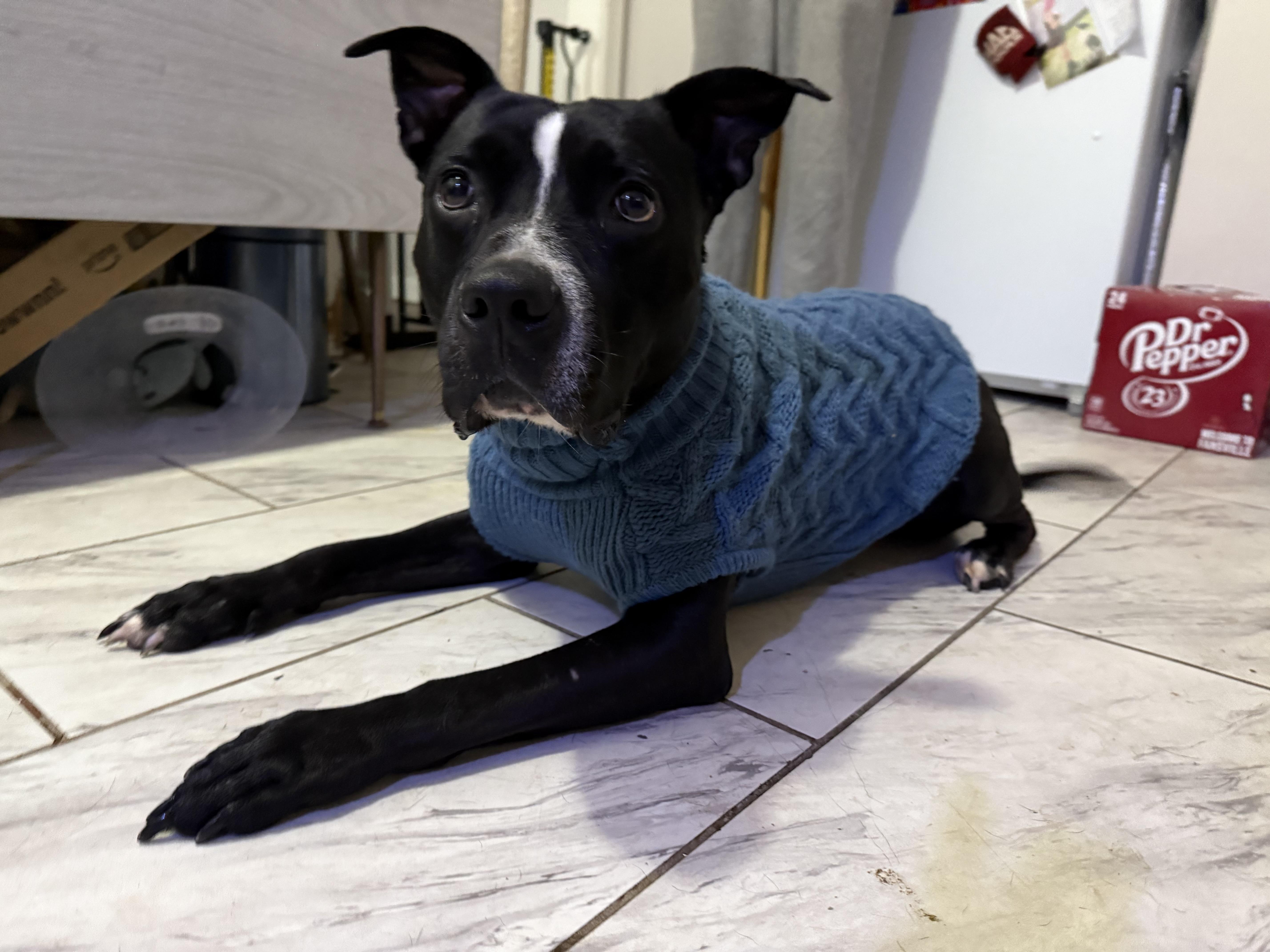 Enlarge Austin cl, a Adoptable mixed breed in Kansas City, MO image 4/4