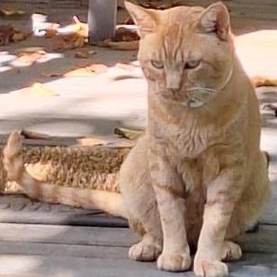 Enlarge Glitch, a Adopted Domestic Short Hair in Newport, OR image 2/2