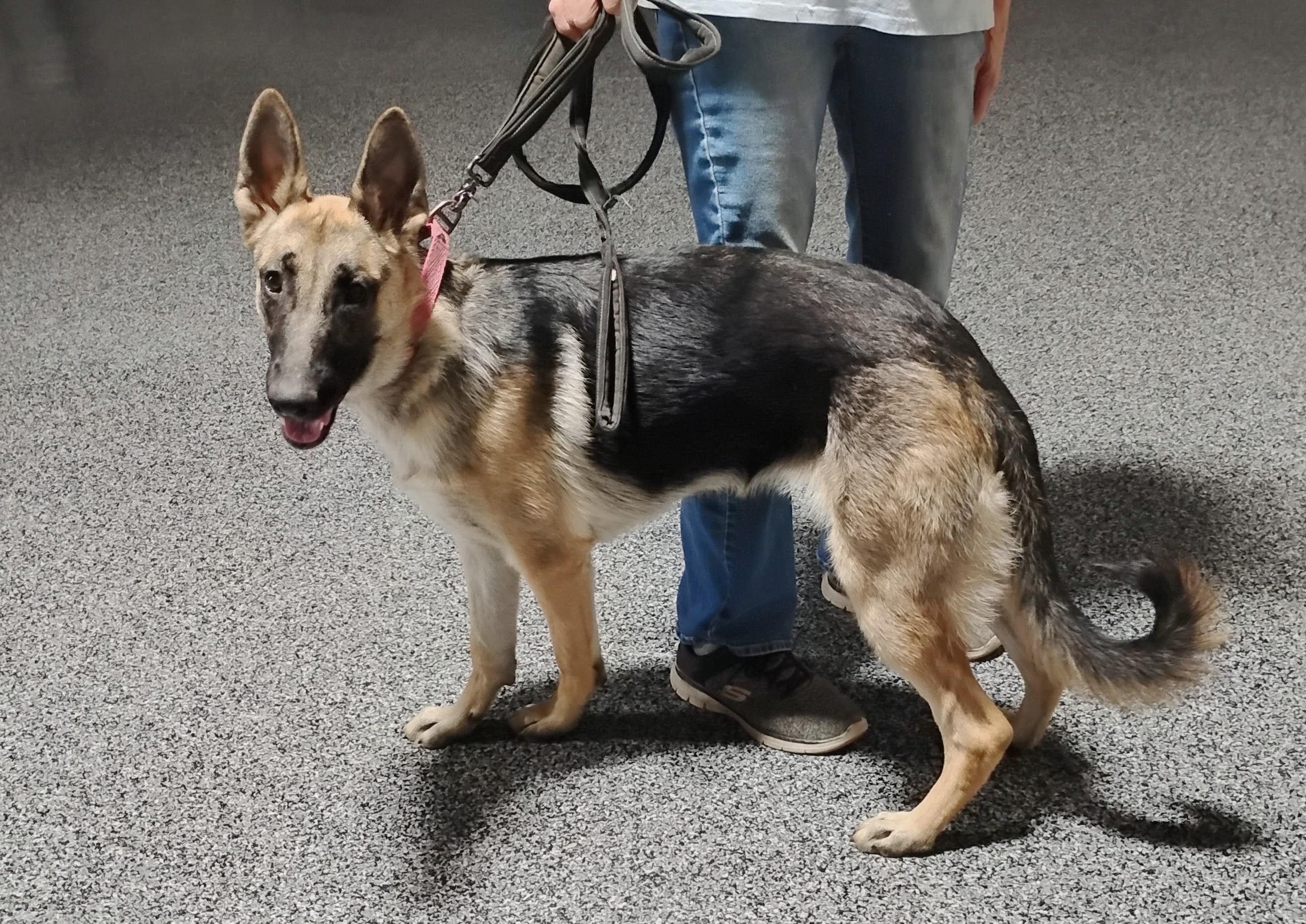 Enlarge Mia, a ADOPTABLE German Shepherd Dog in Sulphur, OK image 2/3