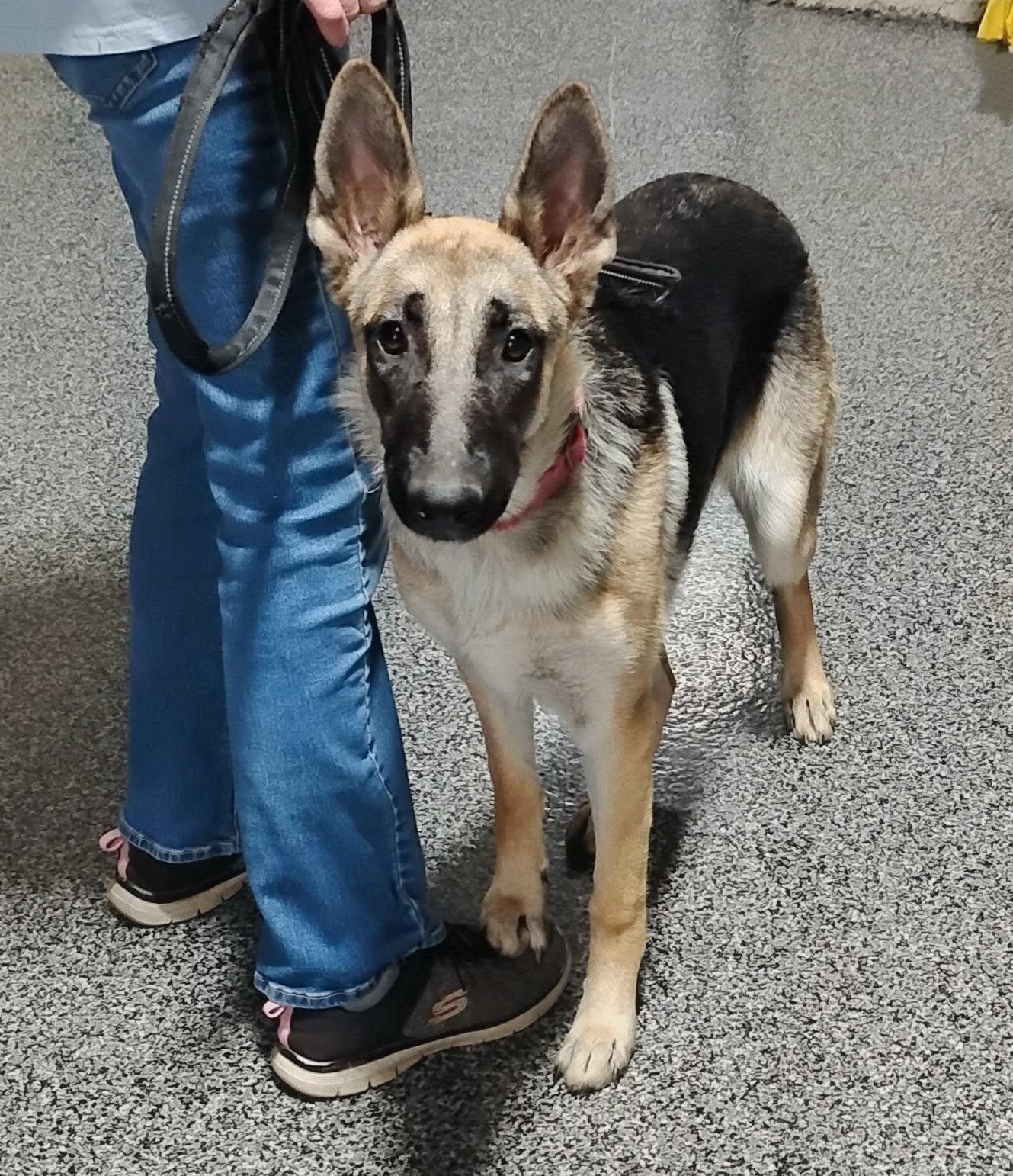 Mia, ADOPTABLE, Young Female German Shepherd Dog.