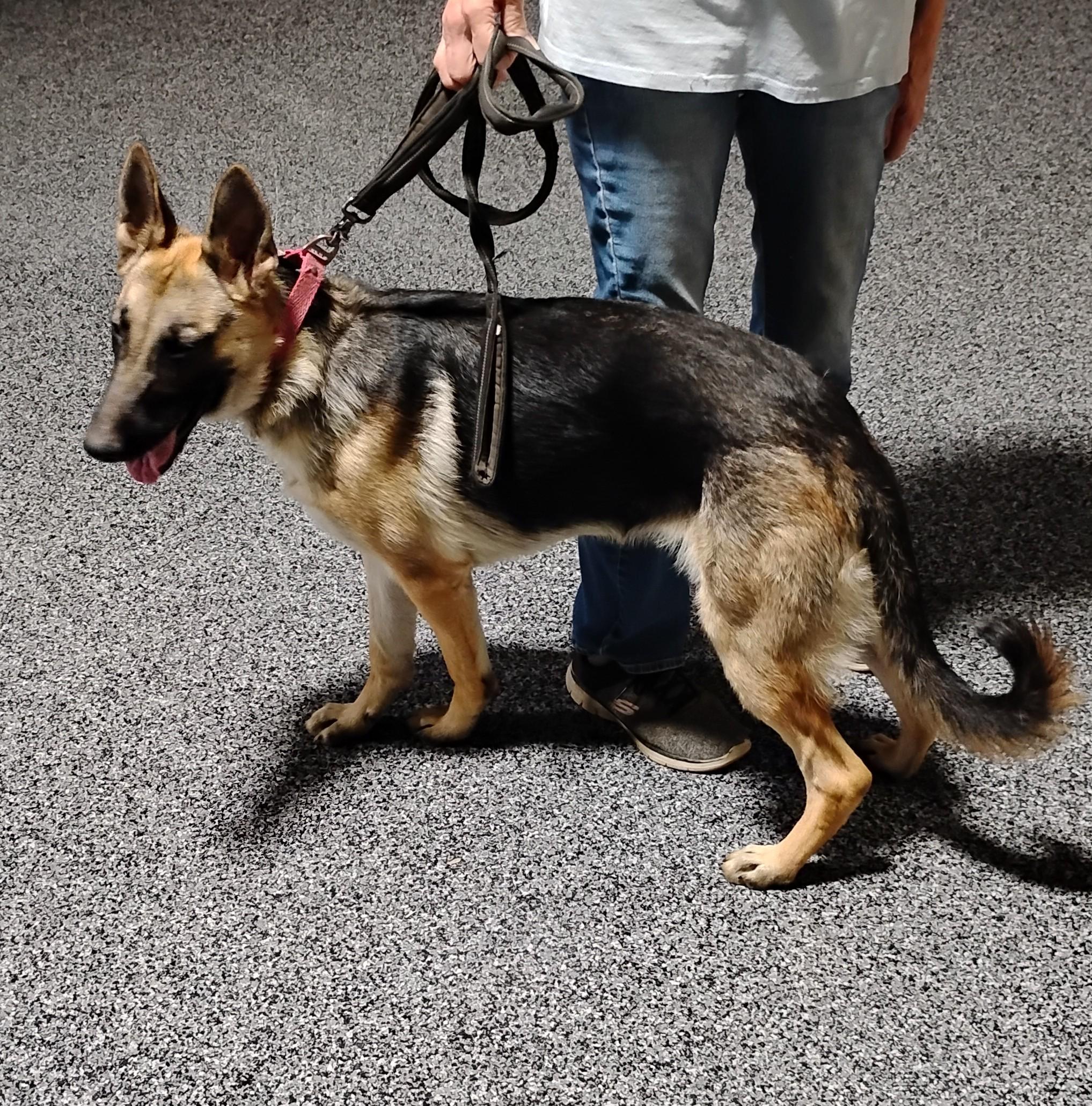 Enlarge Mia, a ADOPTABLE German Shepherd Dog in Sulphur, OK image 3/3