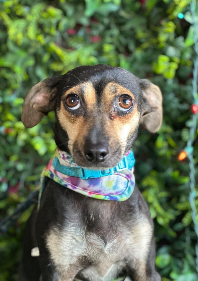 Miniature Pinscher | Dog Breed Facts and Information - Wag! Dog Walking, image size:799x1136