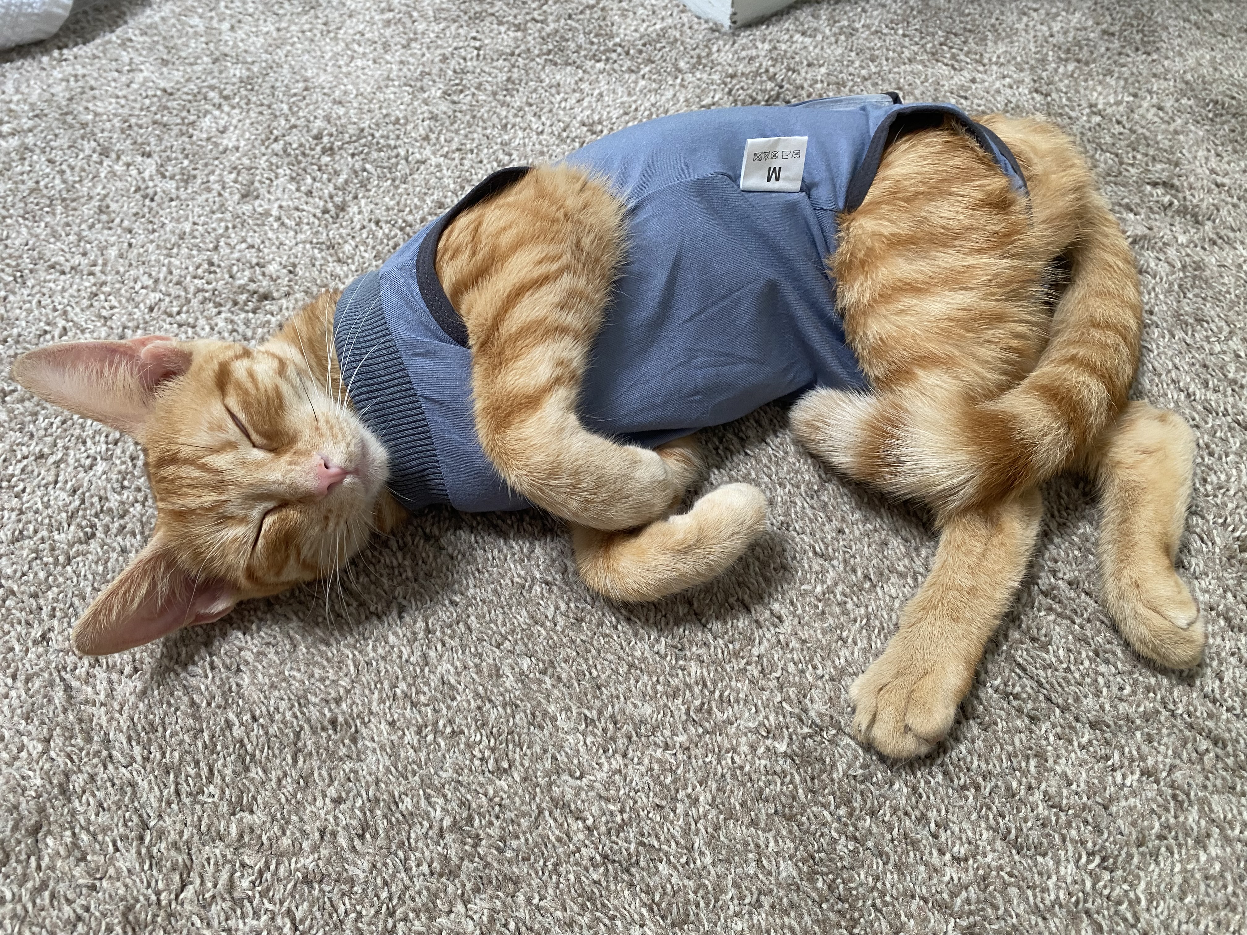 Henrietta, Adopted, Young Female Tabby.