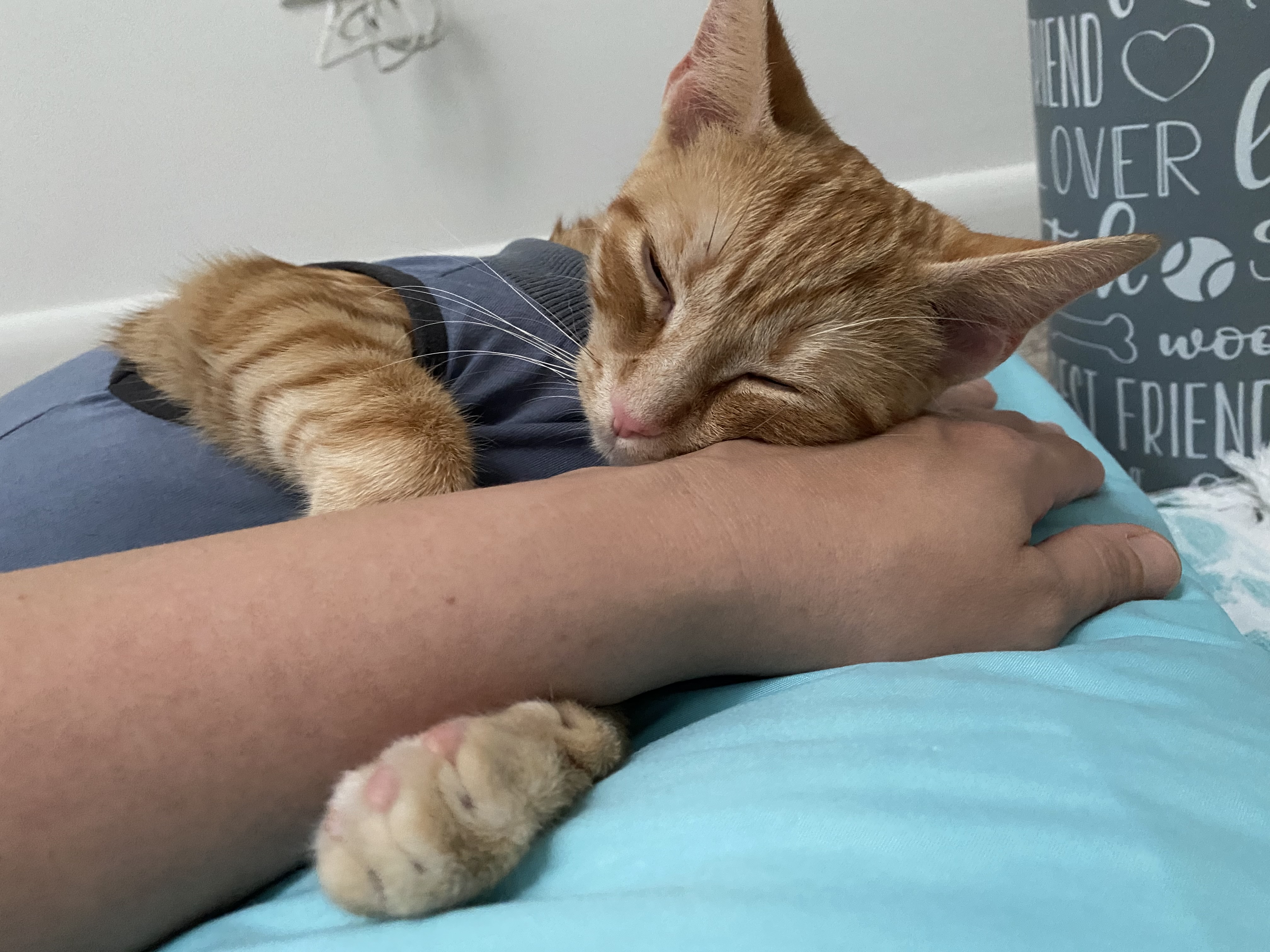 Enlarge Henrietta, a Adopted Tabby in Kirkwood, DE image 1/3