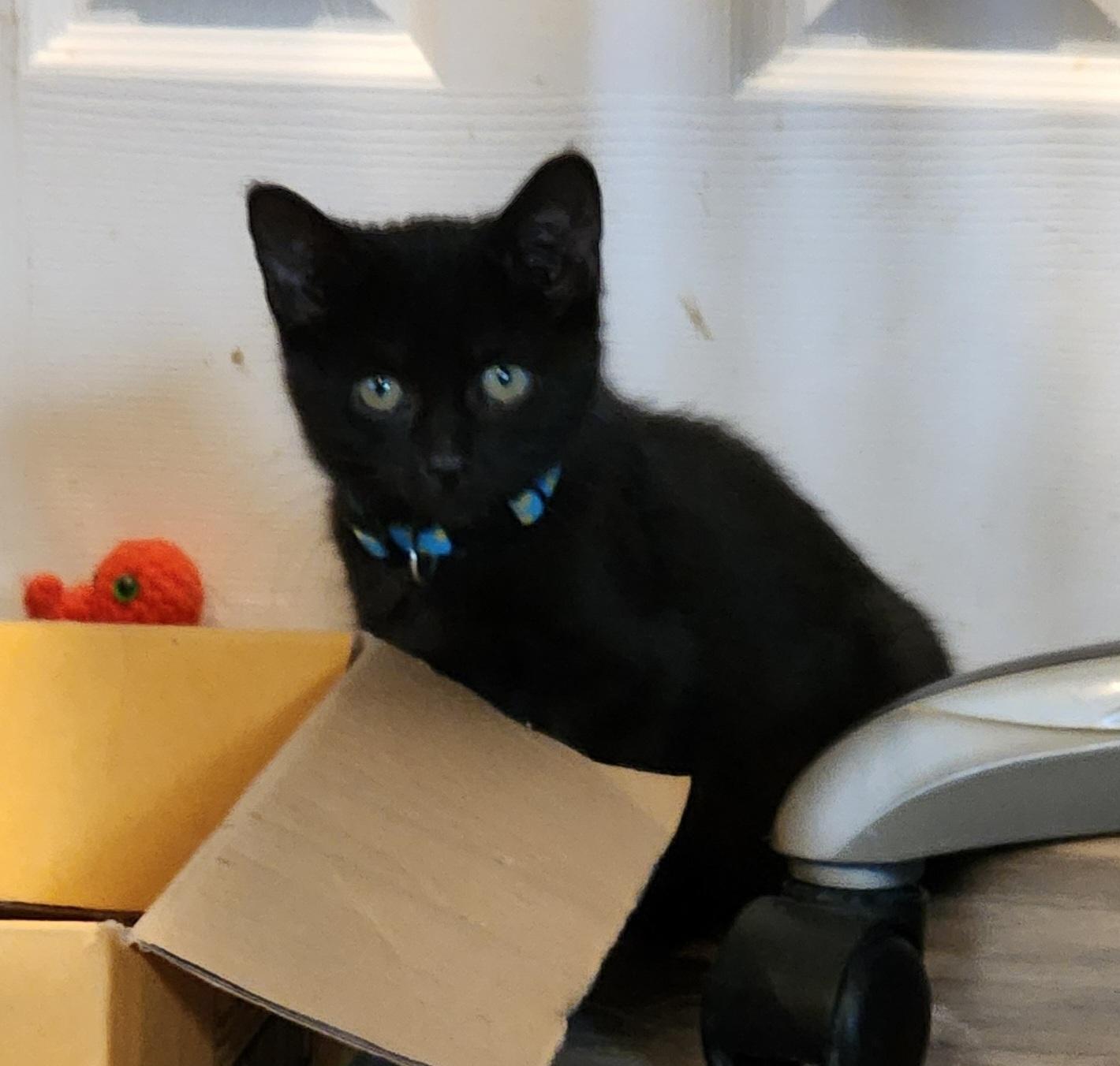 Spoof, Adoptable, Kitten Male Domestic Short Hair.