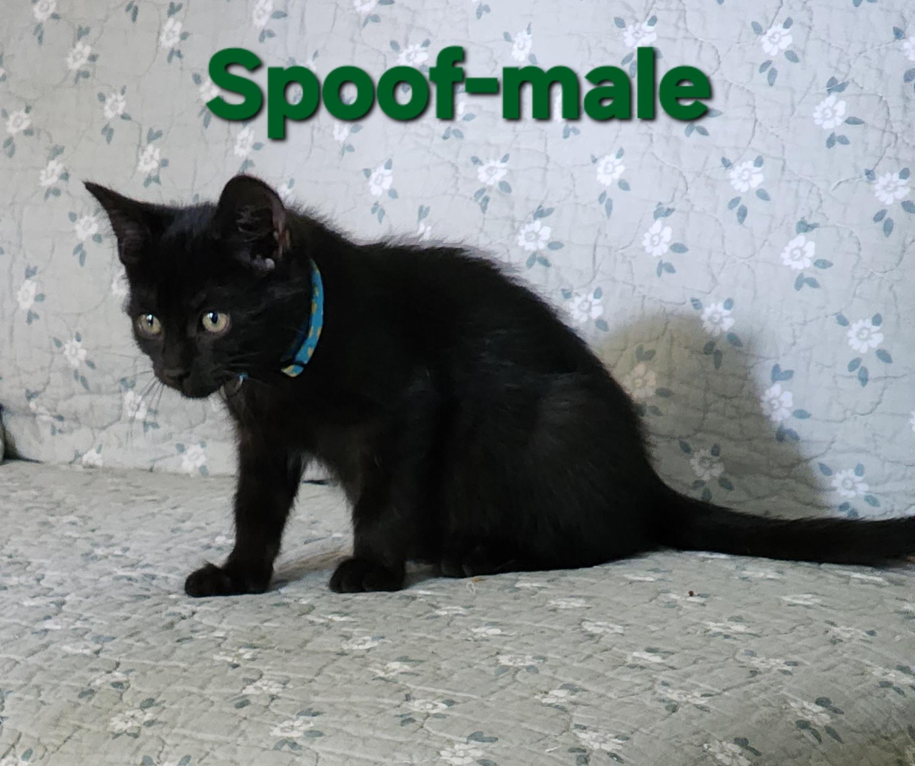 Enlarge Spoof, a Adoptable Domestic Short Hair in Houghton Lake, MI image 3/3
