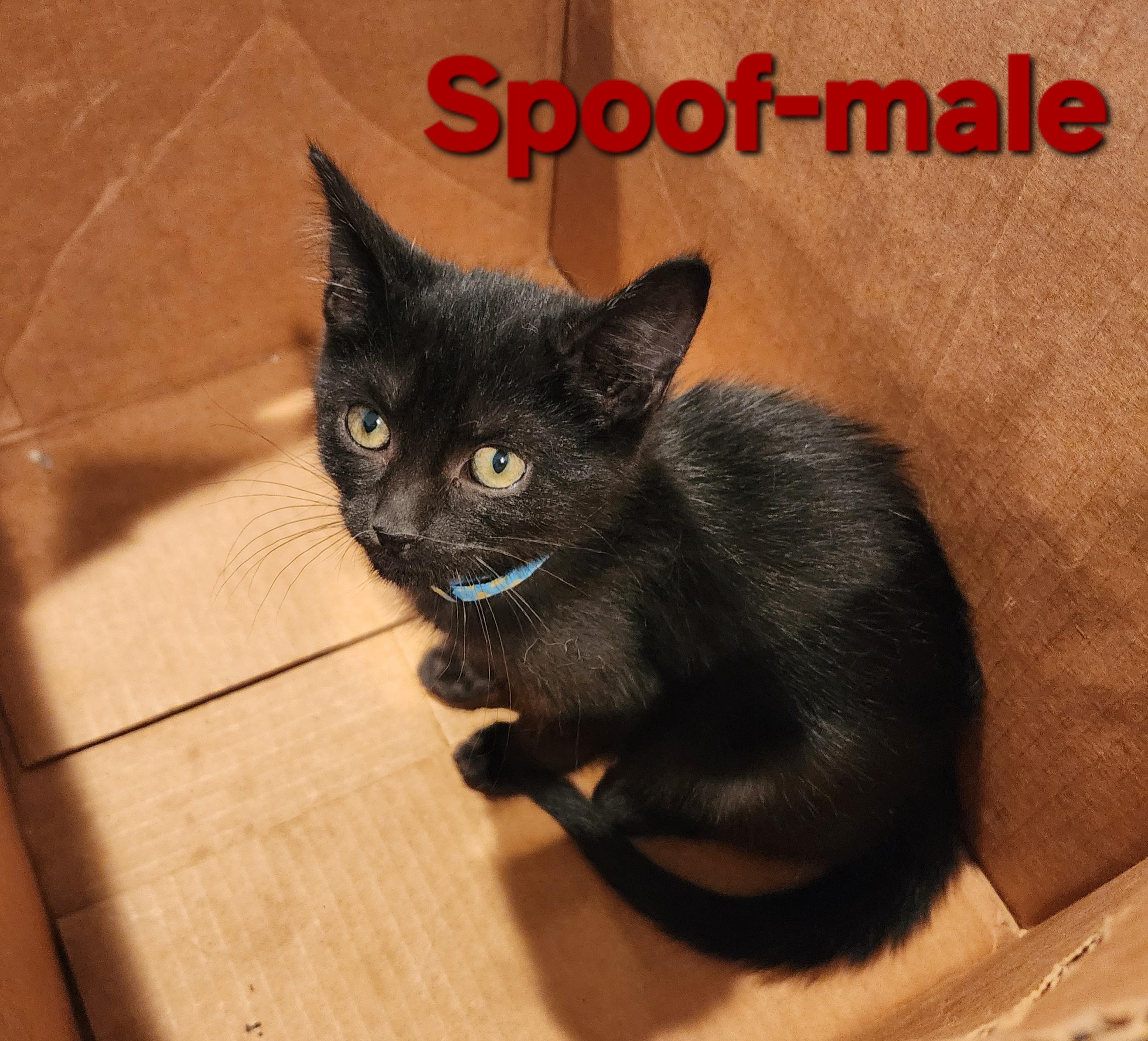 Enlarge Spoof, a Adoptable Domestic Short Hair in Houghton Lake, MI image 2/3