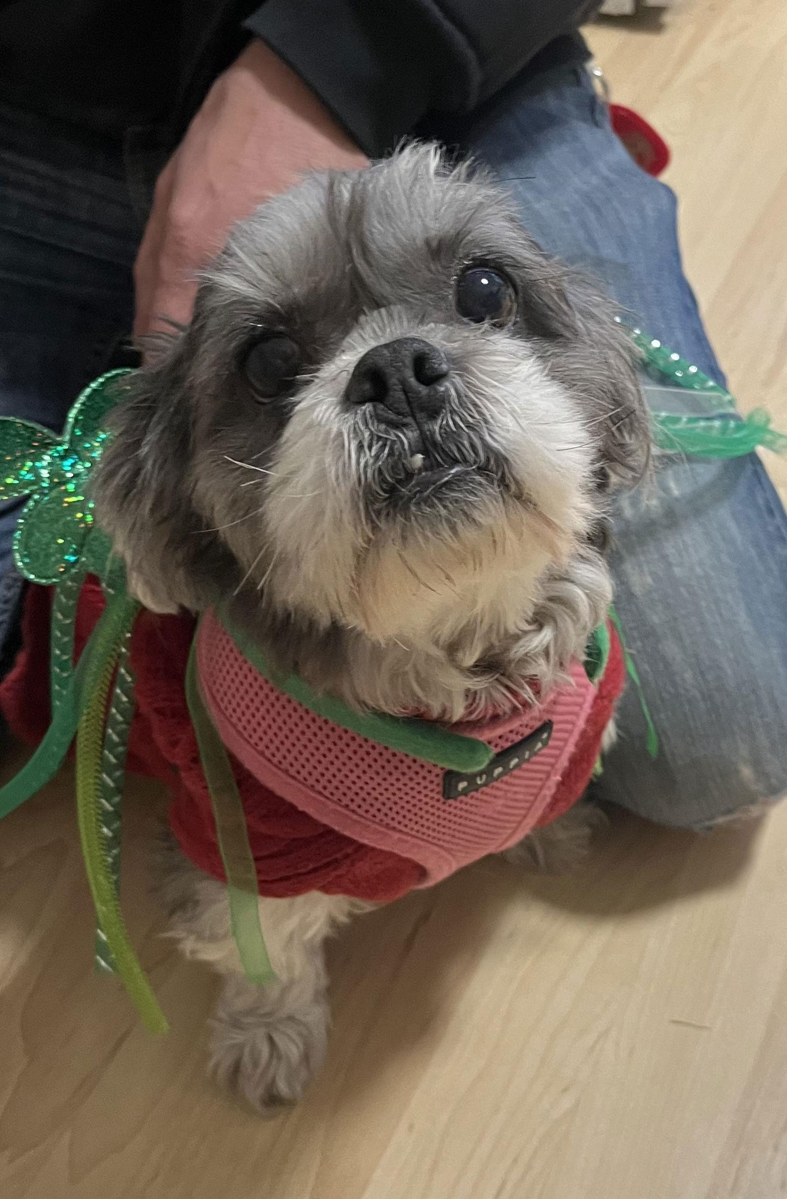 Fluffy — thumbnail 2