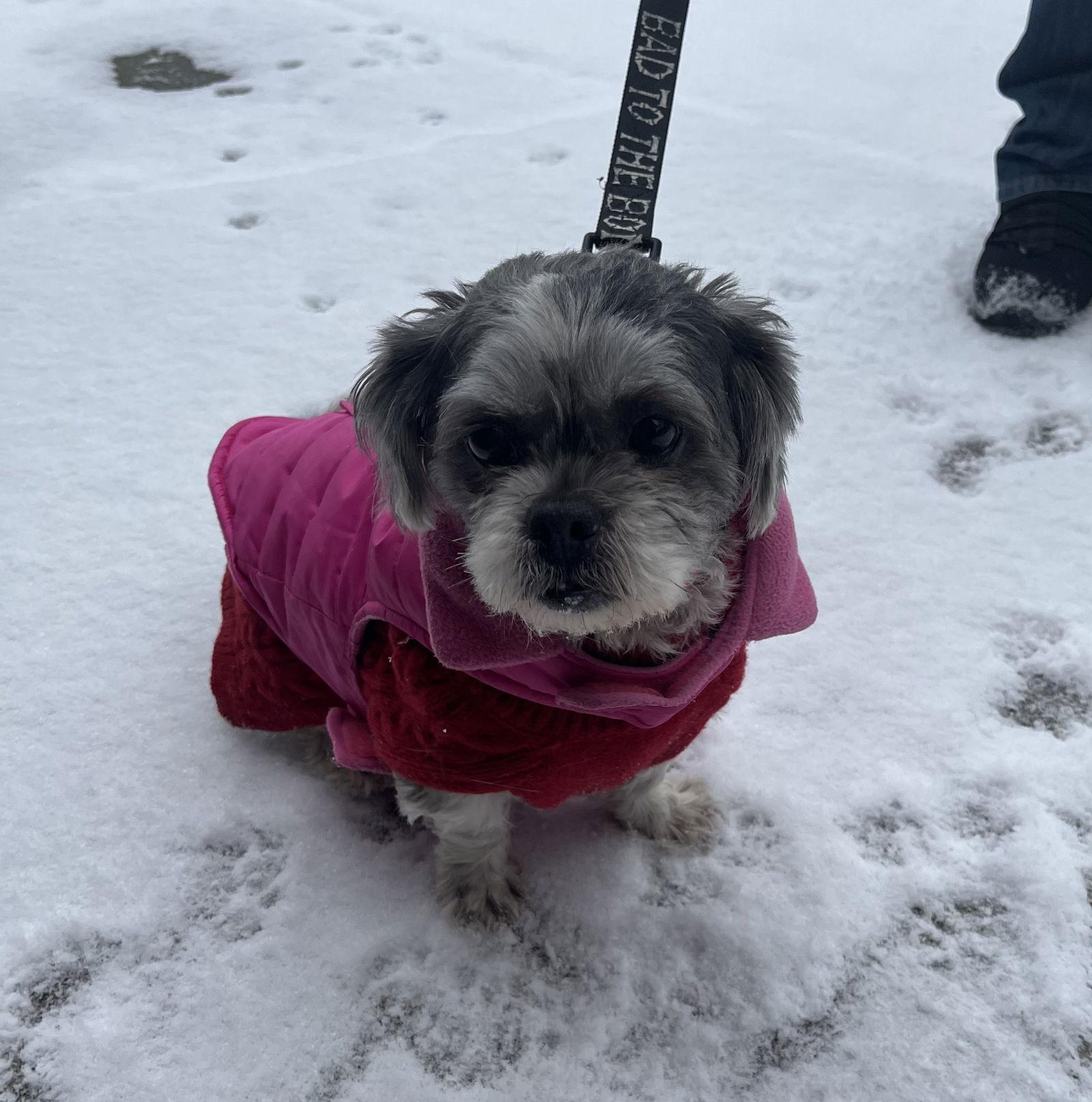 Fluffy — thumbnail 3