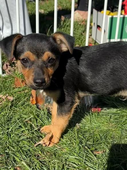 Kirby, Adoptable, Puppy Male Terrier & Chihuahua.