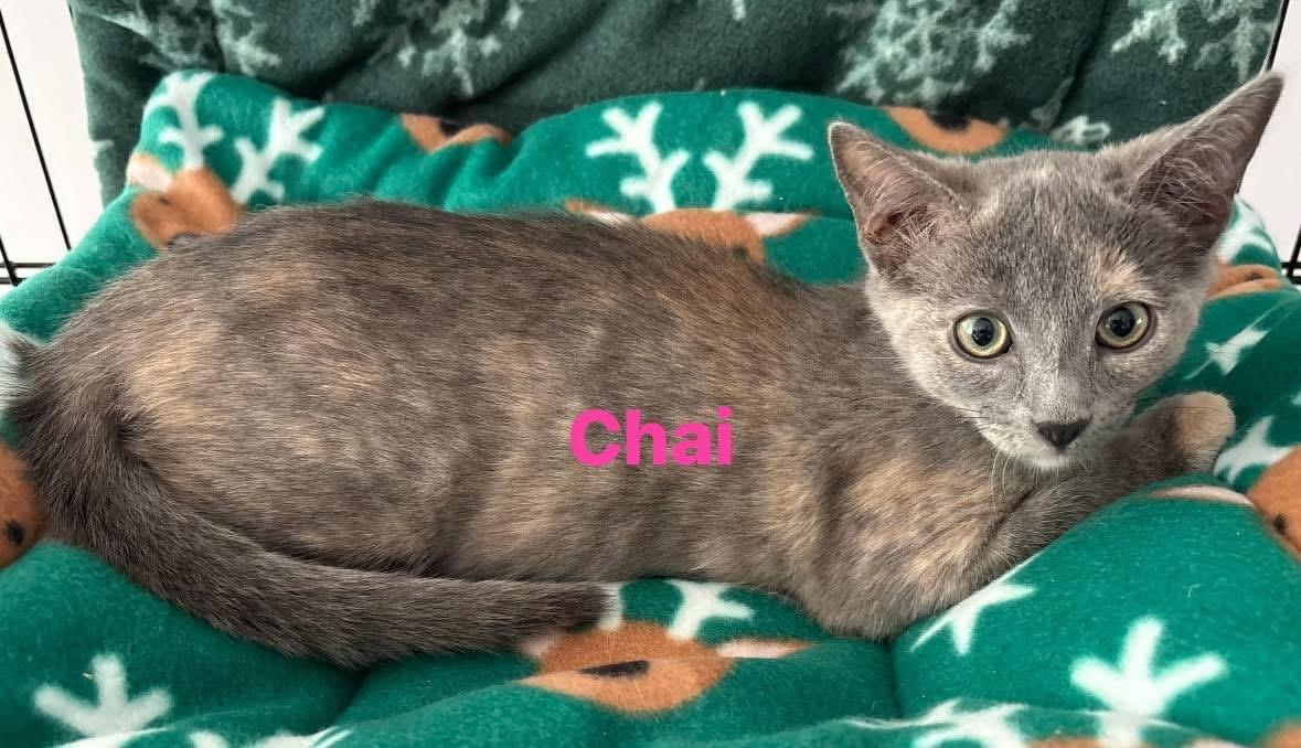 Enlarge Chai, a ADOPTABLE Dilute Tortoiseshell in Seaford, NY image 1/3