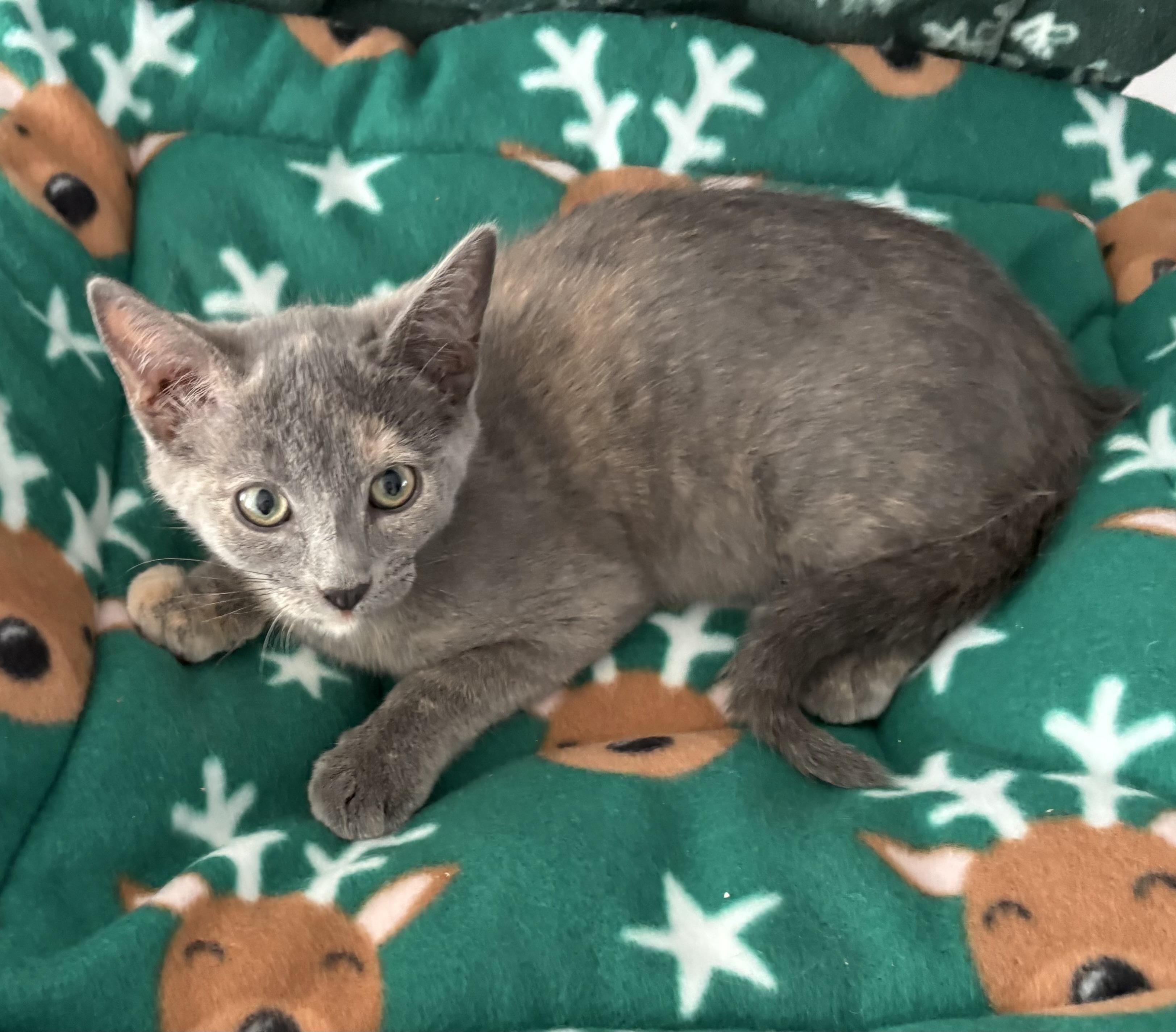 Enlarge Chai, a ADOPTABLE Dilute Tortoiseshell in Seaford, NY image 2/3