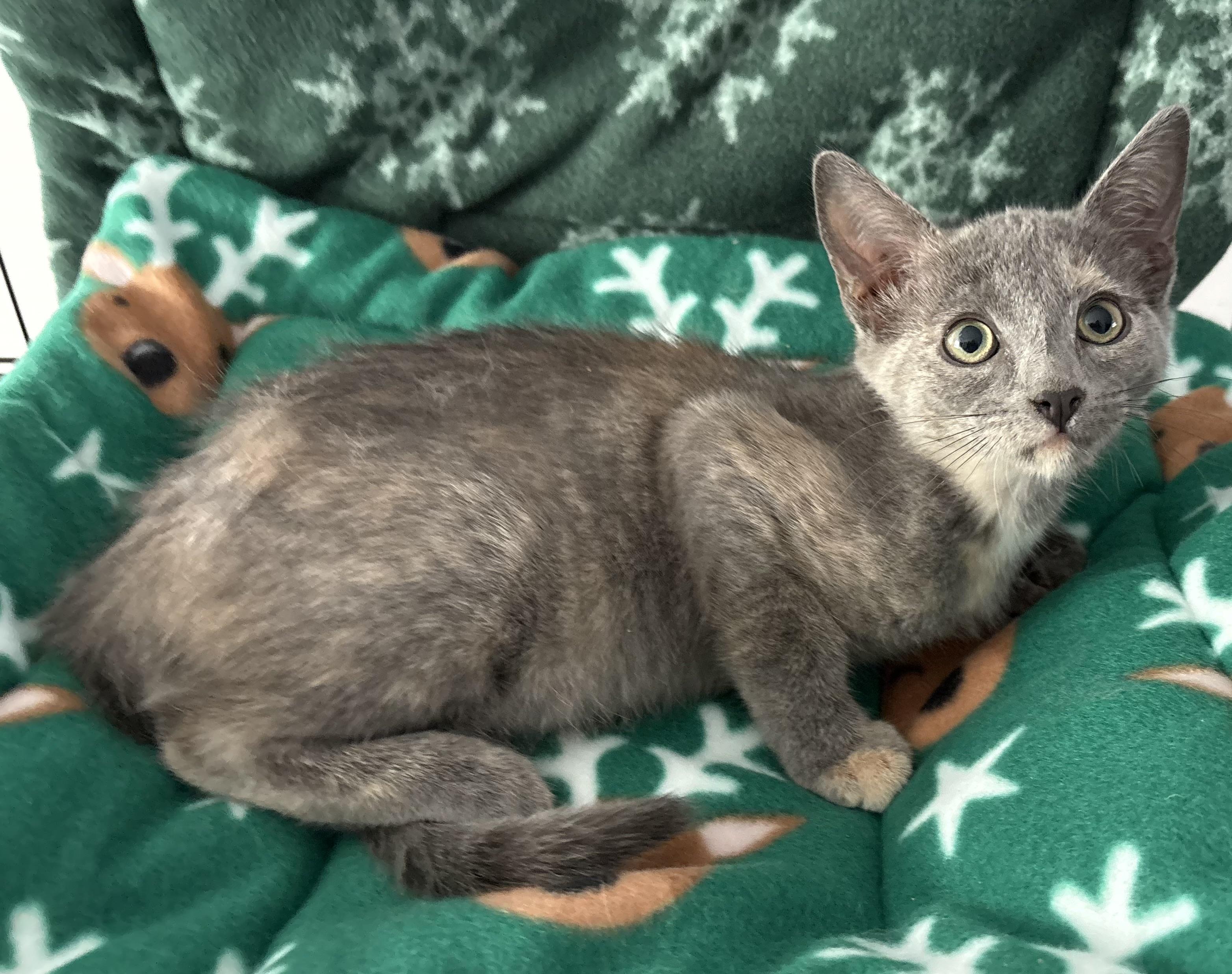 Enlarge Chai, a ADOPTABLE Dilute Tortoiseshell in Seaford, NY image 3/3