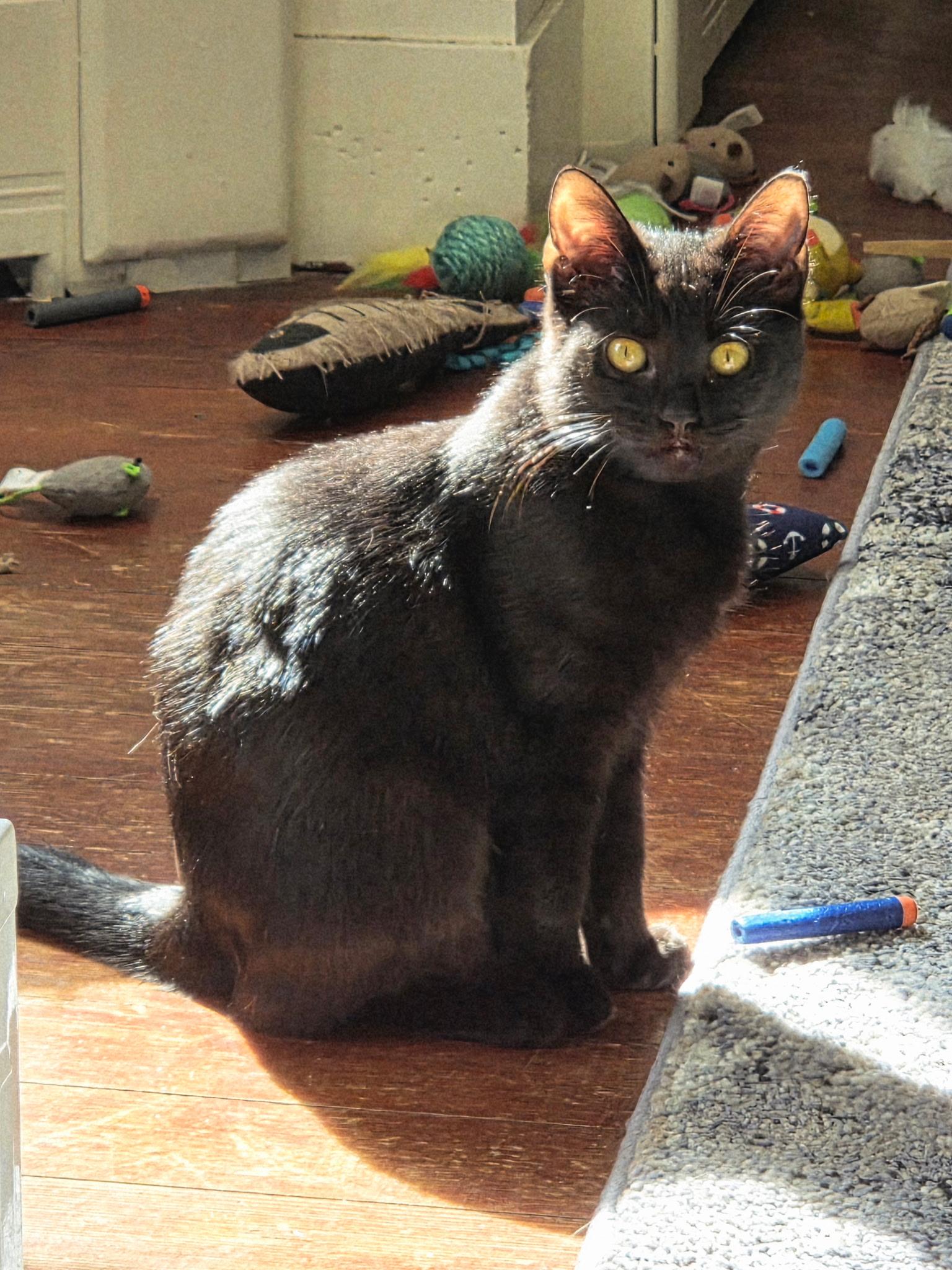 Moon (shy but sweet 6 month old. $200 fee)