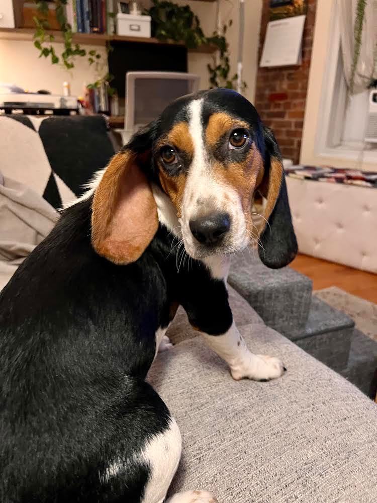 Baby Q, Adopted, Young Female Hound.