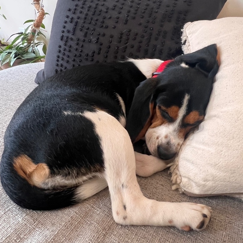 Baby Q, a Adopted mixed breed in New York, NY image 2/13