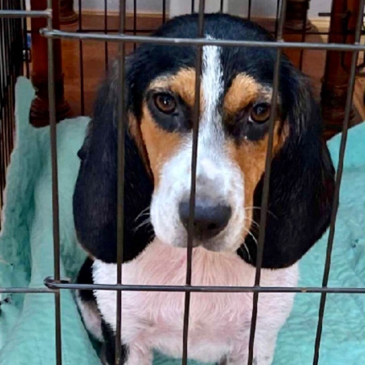 Baby Q, a Adopted mixed breed in New York, NY image 3/13