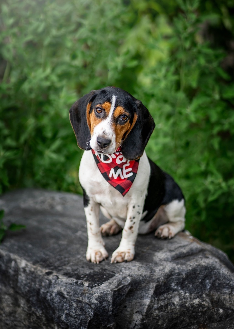 Baby Q, a Adopted mixed breed in New York, NY image 4/13