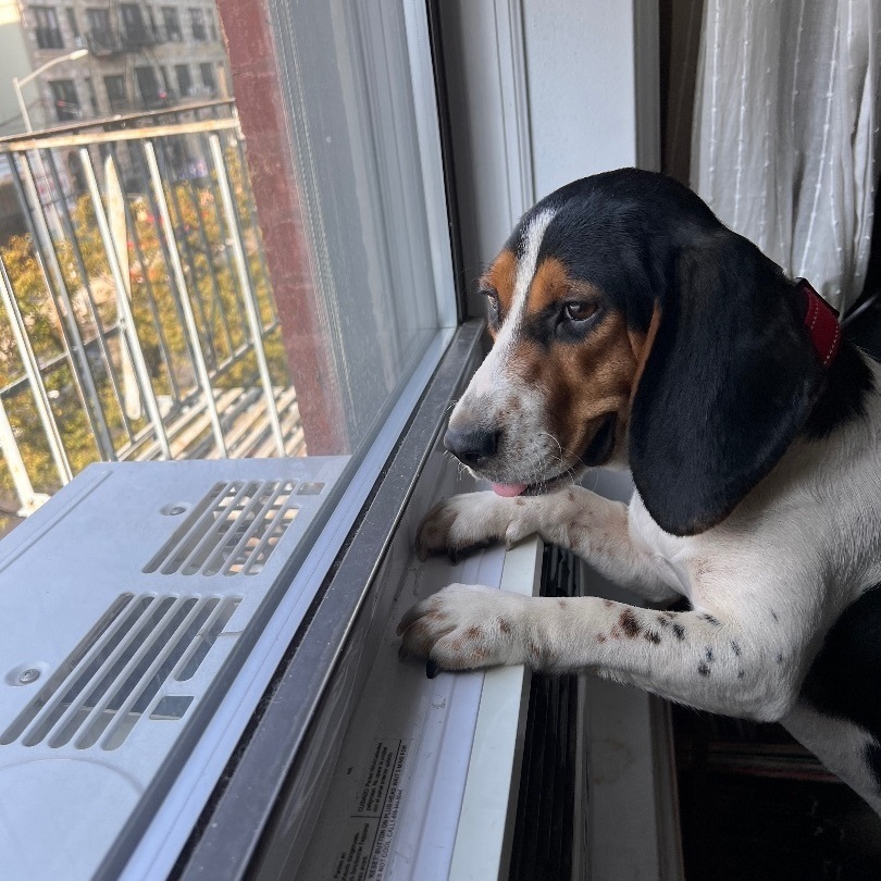 Baby Q, a Adopted mixed breed in New York, NY image 5/13