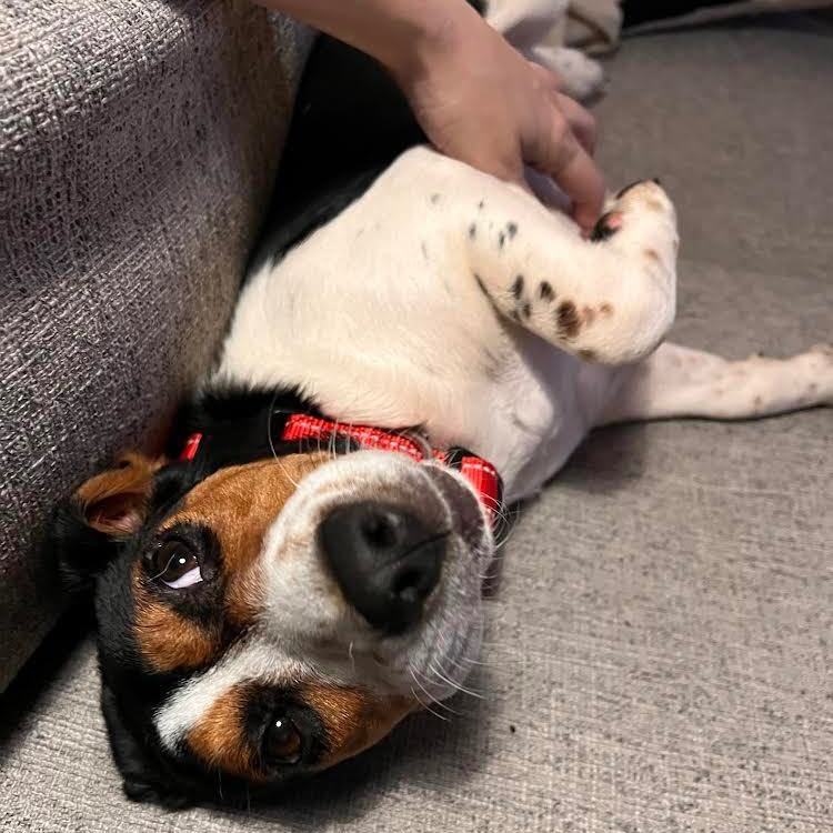 Baby Q, a Adopted mixed breed in New York, NY image 6/13