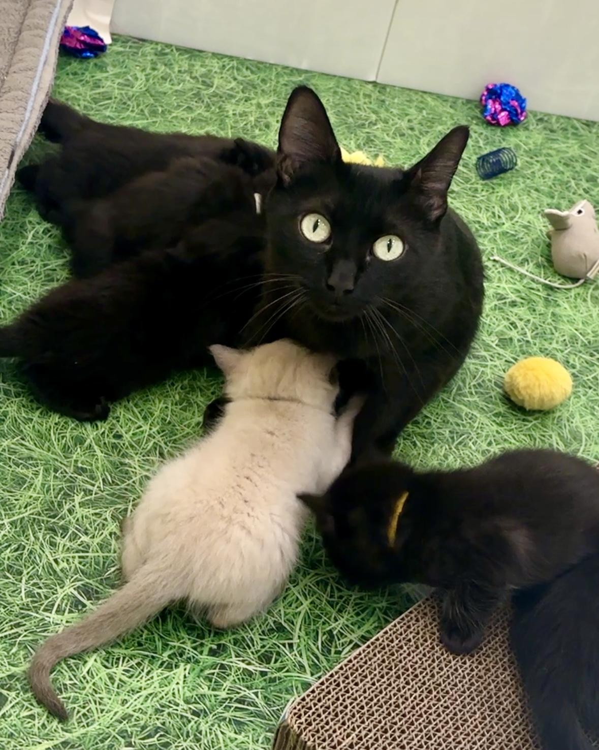 Wednesday, Adopted, Adult Female Domestic Short Hair.