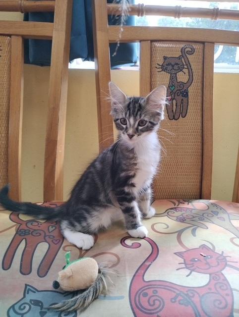 Enlarge Troyer, a Adoptable mixed breed in Crescent City, FL image 1/3