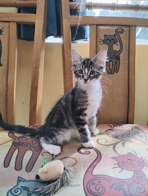 Enlarge Troyer, a Adoptable mixed breed in Crescent City, FL image 3/3