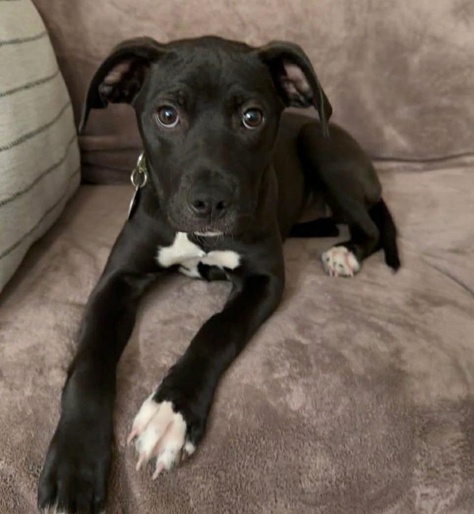 Biscuit, Adoptable, Puppy Female Mixed Breed.